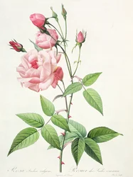 Rosa Indica Vulgaris, gravert av Bessin, fra «Les Roses», bind II, 1821